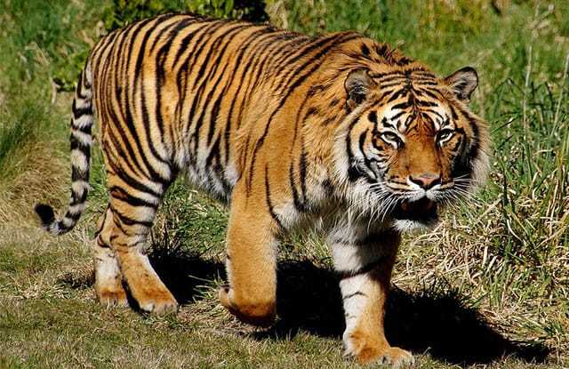Tiga Spesies Harimau di Indonesia, Hanya Satu yang Tersisa - Sekilas Riau