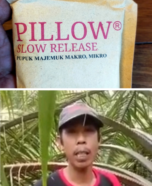 Pupuk Pillow Slow Release Viral, Syamsuri: Lahan Subur Petani Makmur