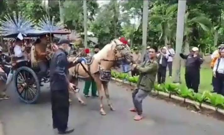 Kuda Delman Anies Mundur-mundur Menuju Deklarasi Viral