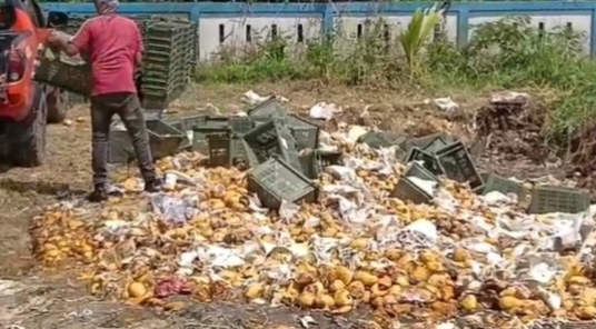 Bea Cukai Dumai Musnahkan Puluhan Ton Buah Mangga